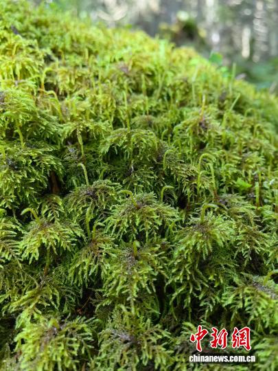 苔藓复水释放资源脉冲 中国科学家揭秘森林生态系统碳氮循环新机制