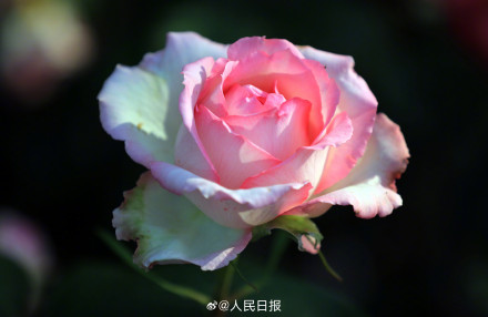月季美出了油画感