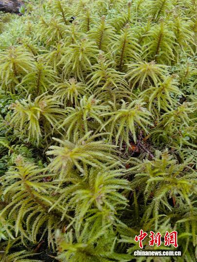 苔藓复水释放资源脉冲 中国科学家揭秘森林生态系统碳氮循环新机制