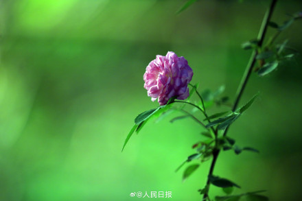 月季美出了油画感