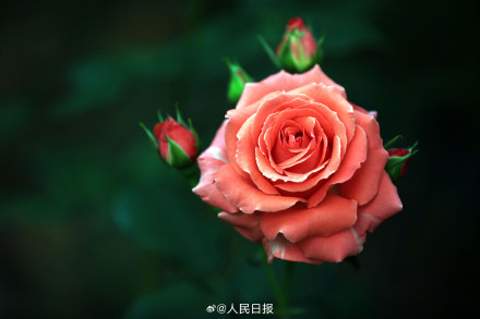 月季美出了油画感