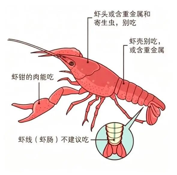 小龙虾迎来上市旺季，医生提醒：一天吃不超过15只