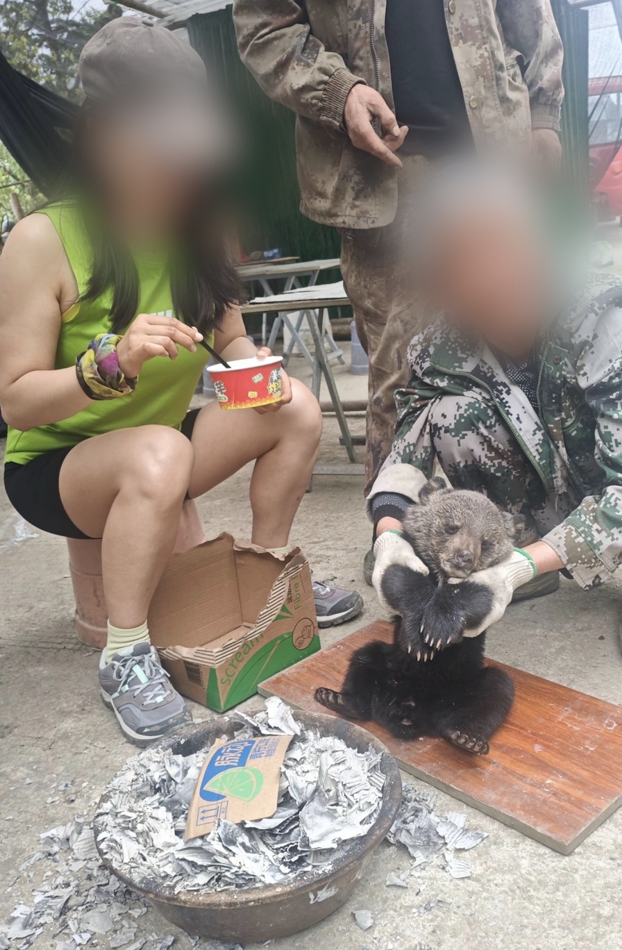 男子山上捡到失温小熊生火为其取暖！官方: 熊仔太虚弱当天死亡, 已送做标本