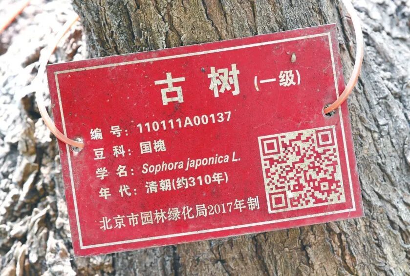 北京古槐“一树两龄”相差190年,回应来了 北京古槐“一树两龄”相差190年,回应来了