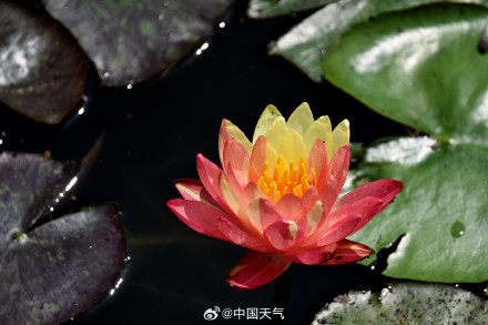 好运连连！江苏无锡双色睡莲绽放