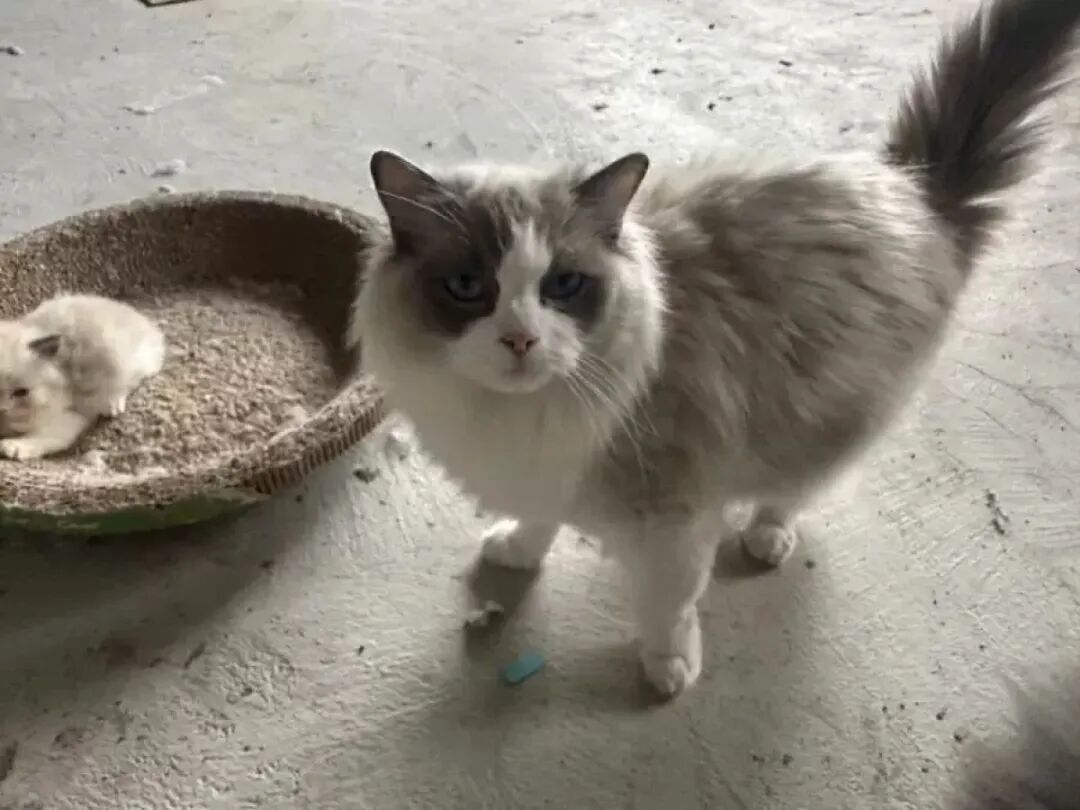 猫咪被拍卖替主人还债、被弃7年柴犬拍出16万天价、还有活体鳄鱼……法拍动物冲上热搜，网友刷屏：太心酸