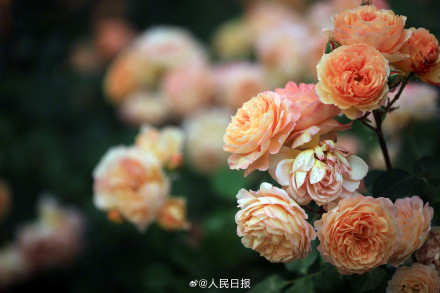 月季美出了油画感