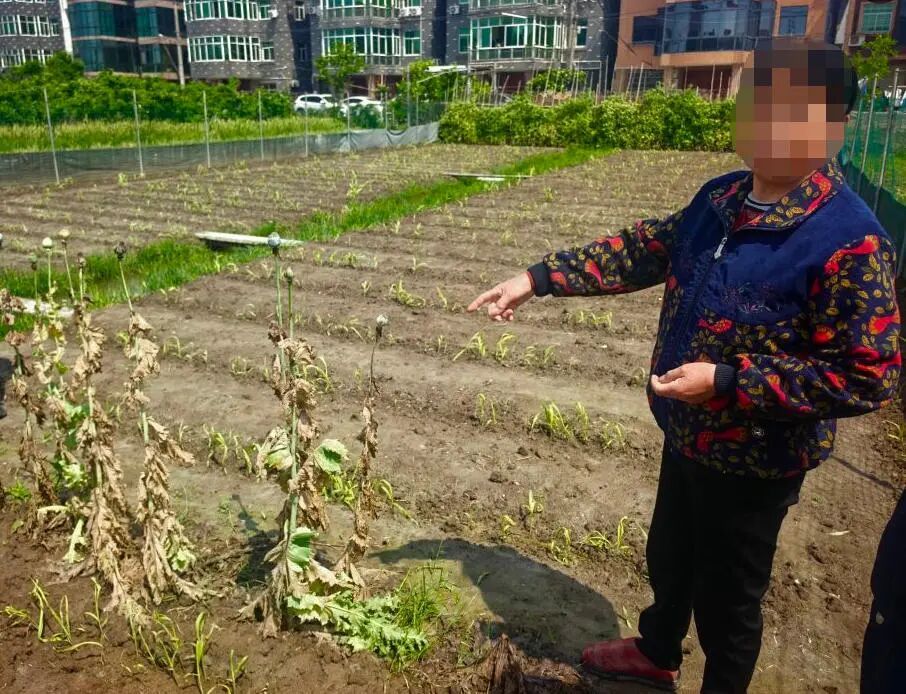 杭州田间15株植物引起民警注意，一查竟是罂粟！当事人：想喂鸡…