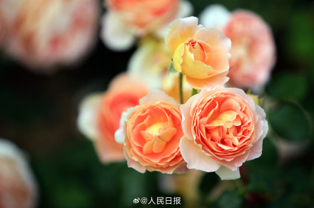 月季美出了油画感