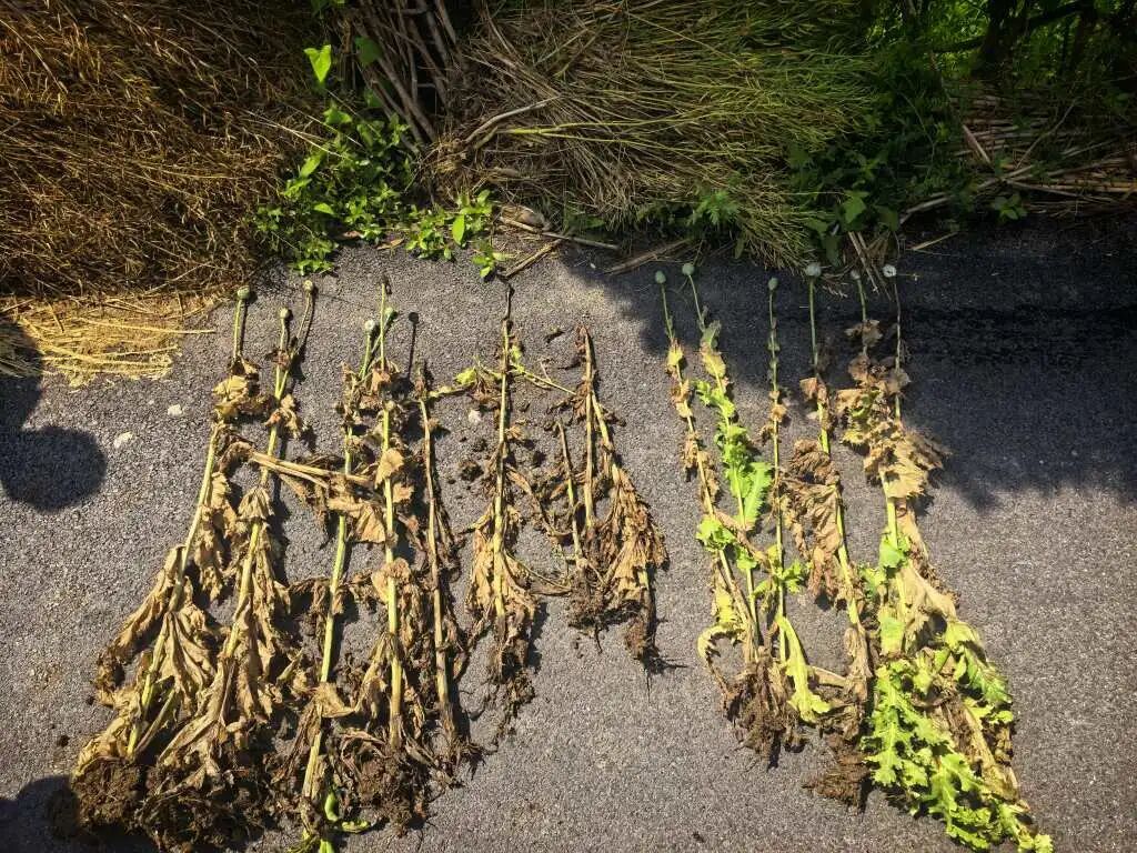 杭州田间15株植物引起民警注意，一查竟是罂粟！当事人：想喂鸡…