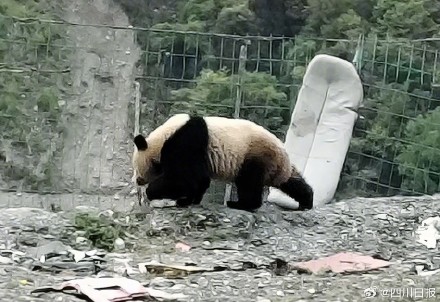生态太好了！野生金钱豹大熊猫组团打卡绵阳平武