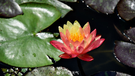 好运连连！江苏无锡双色睡莲绽放