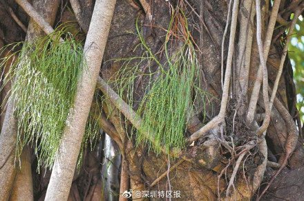 深圳南山再现3亿多年前“活化石”松叶蕨