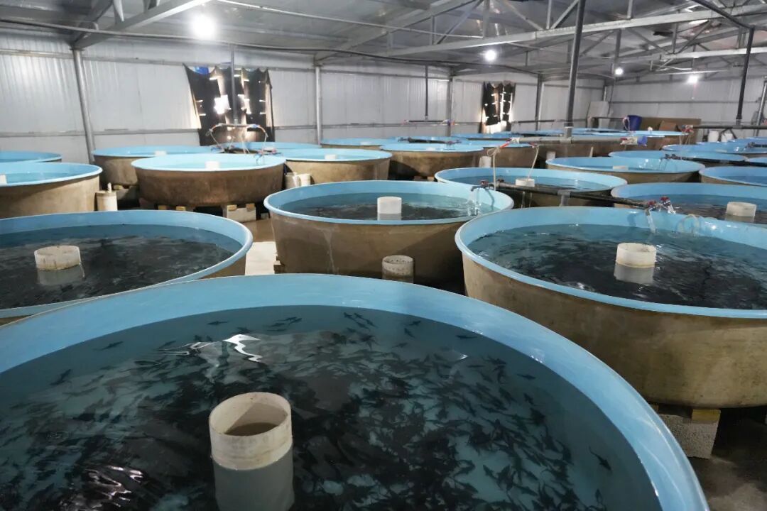 戈壁坎儿井润活水！冷水鱼“游”出致富路