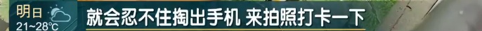 上海正式官宣！提前近半个月，"历史第三早"