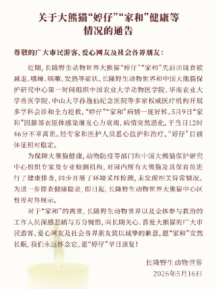 广州长隆野生动物世界：大熊猫家和不幸离世，大熊猫婷仔体征相对稳定
