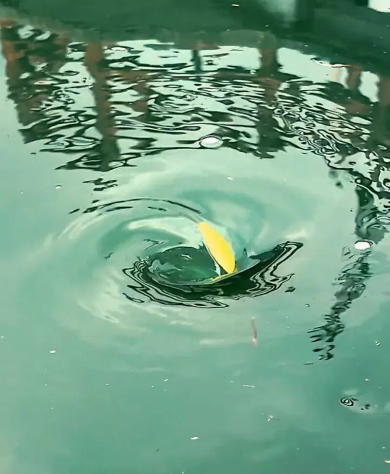 夏日亲水暗藏隐患，防溺水科学施救指南请收好