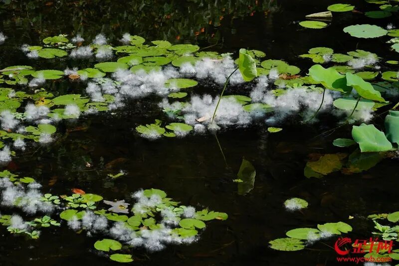 广州今年为何“飞絮”多？ 专家预计下旬会渐渐收场