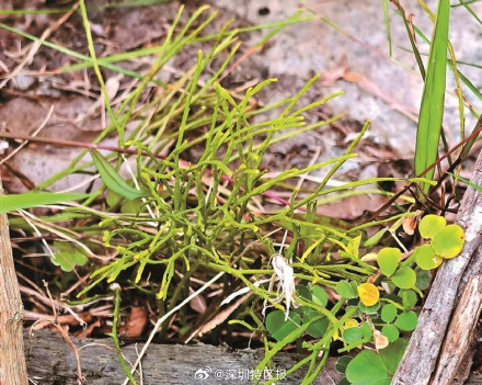 深圳南山再现3亿多年前“活化石”松叶蕨