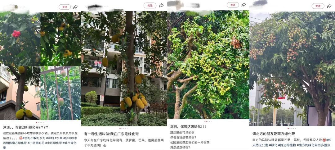 “高档水果，捡都捡不完”！绿化树的果实能吃吗？