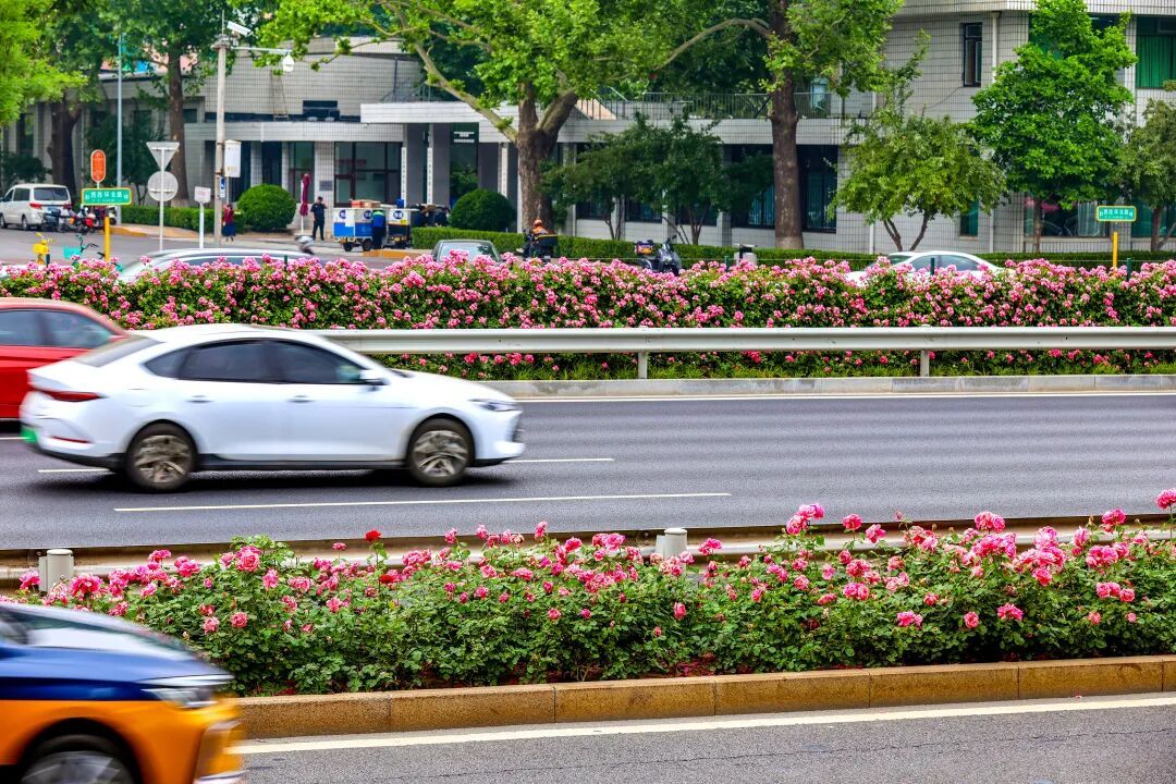 全网刷屏的北京“月季花环”，猜猜有多长？