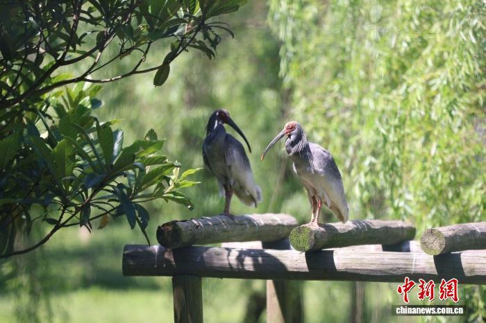 警护“青绿”赋能全域 浙江德清探索生态守护新范式