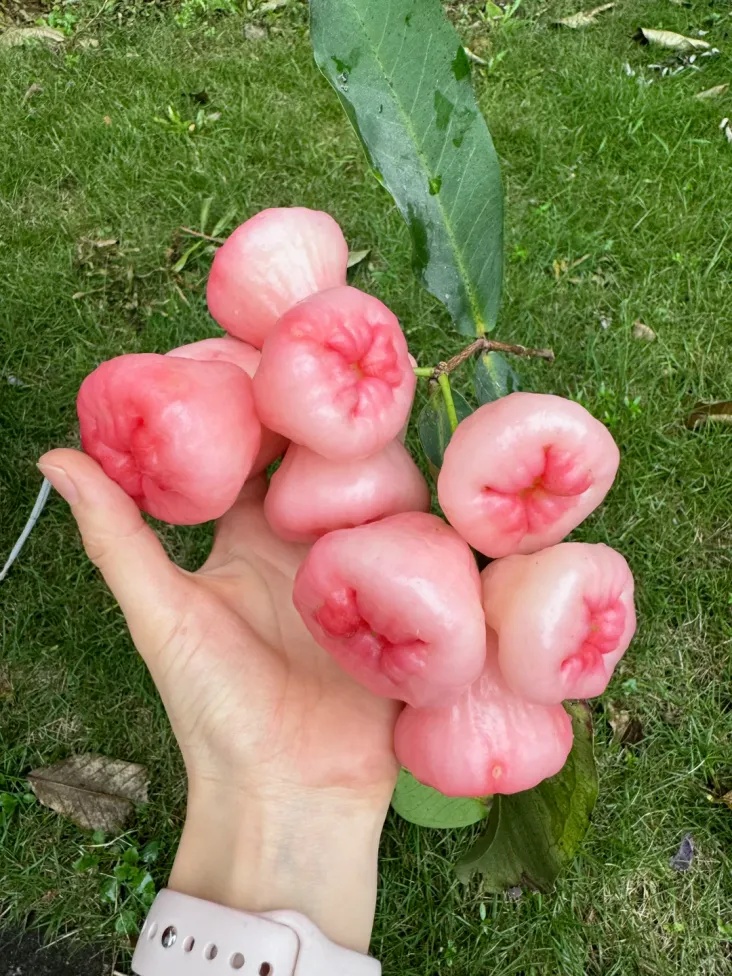 “高档水果，捡都捡不完”！绿化树的果实能吃吗？