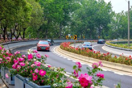 全网刷屏的北京月季花环有多长？