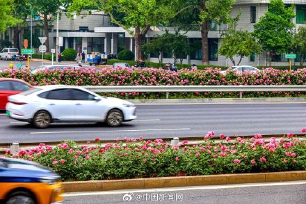 全网刷屏的北京月季花环有多长？