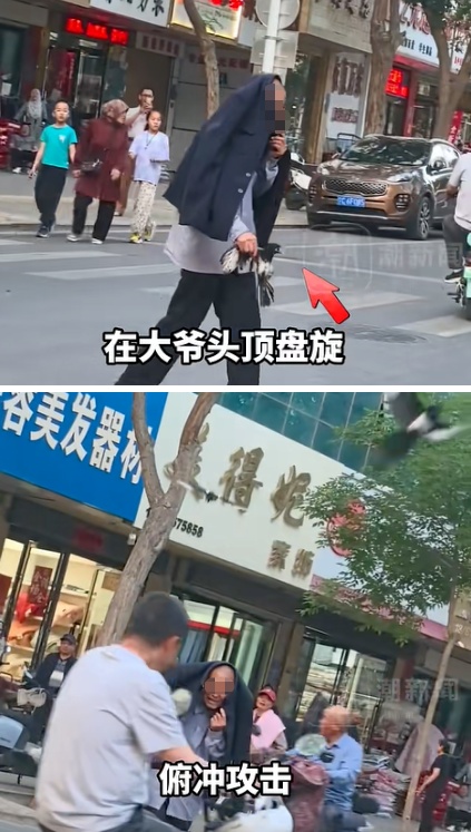 宁夏一老人抓喜鹊幼崽，被鸟爸妈猛啄围攻，过路大姐霸气出手救鸟！林草局：大姐做得对