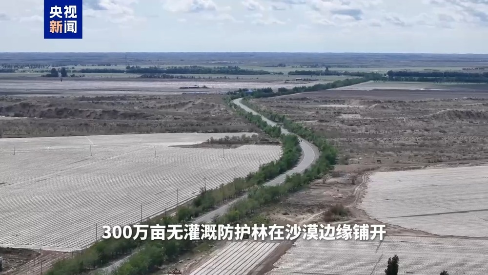 流沙变稳固还能跳高 揭秘新疆棉花秆治沙硬核技术