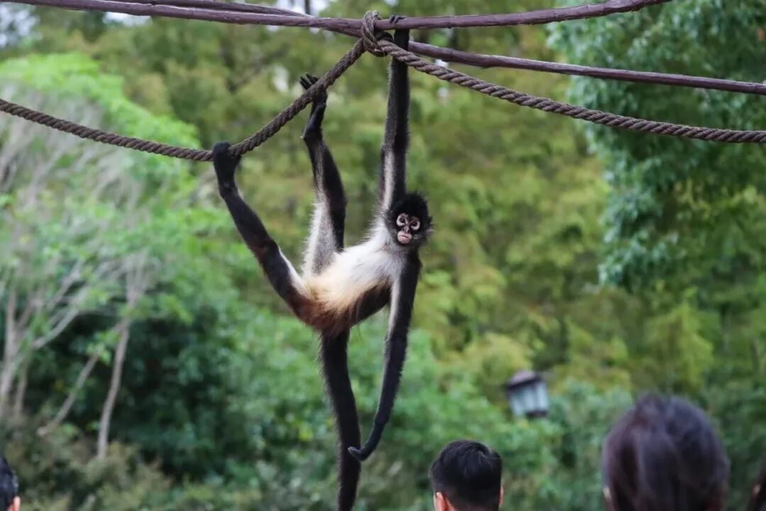 上海蜘蛛猴与饲养员互薅头发走红,被网友评为“2026最佳CP” 上海蜘蛛猴与饲养员互薅头发走红,被网友评为“2026最佳CP”