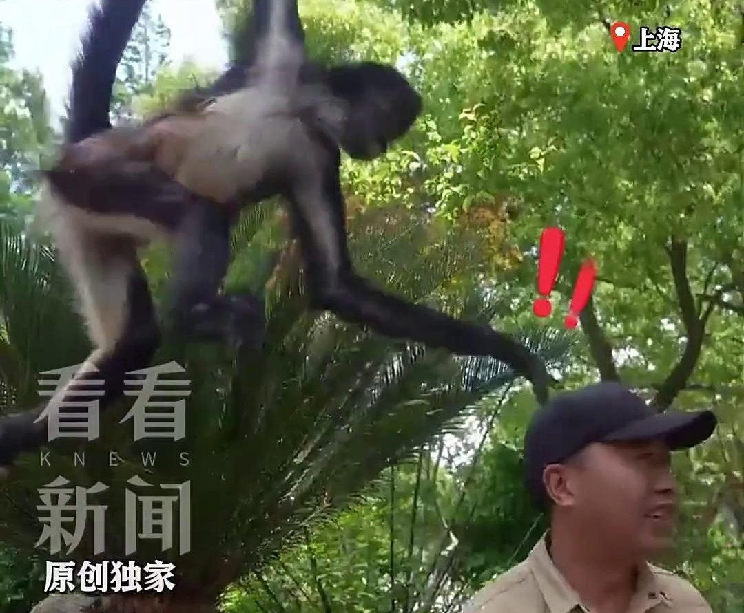 上海蜘蛛猴与饲养员互薅头发走红,被网友评为“2026最佳CP” 上海蜘蛛猴与饲养员互薅头发走红,被网友评为“2026最佳CP”