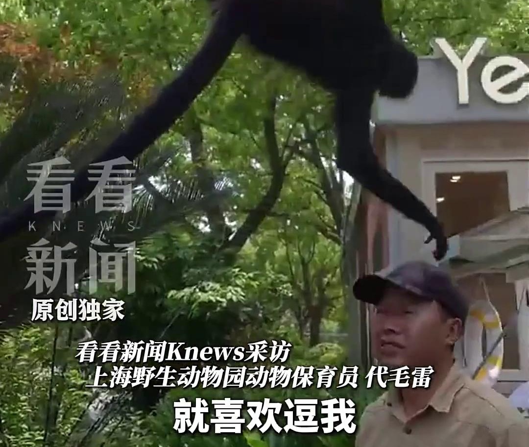 上海蜘蛛猴与饲养员互薅头发走红,被网友评为“2026最佳CP” 上海蜘蛛猴与饲养员互薅头发走红,被网友评为“2026最佳CP”