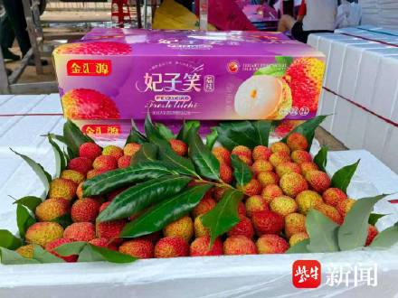 今年的桂味荔枝可能高攀不起