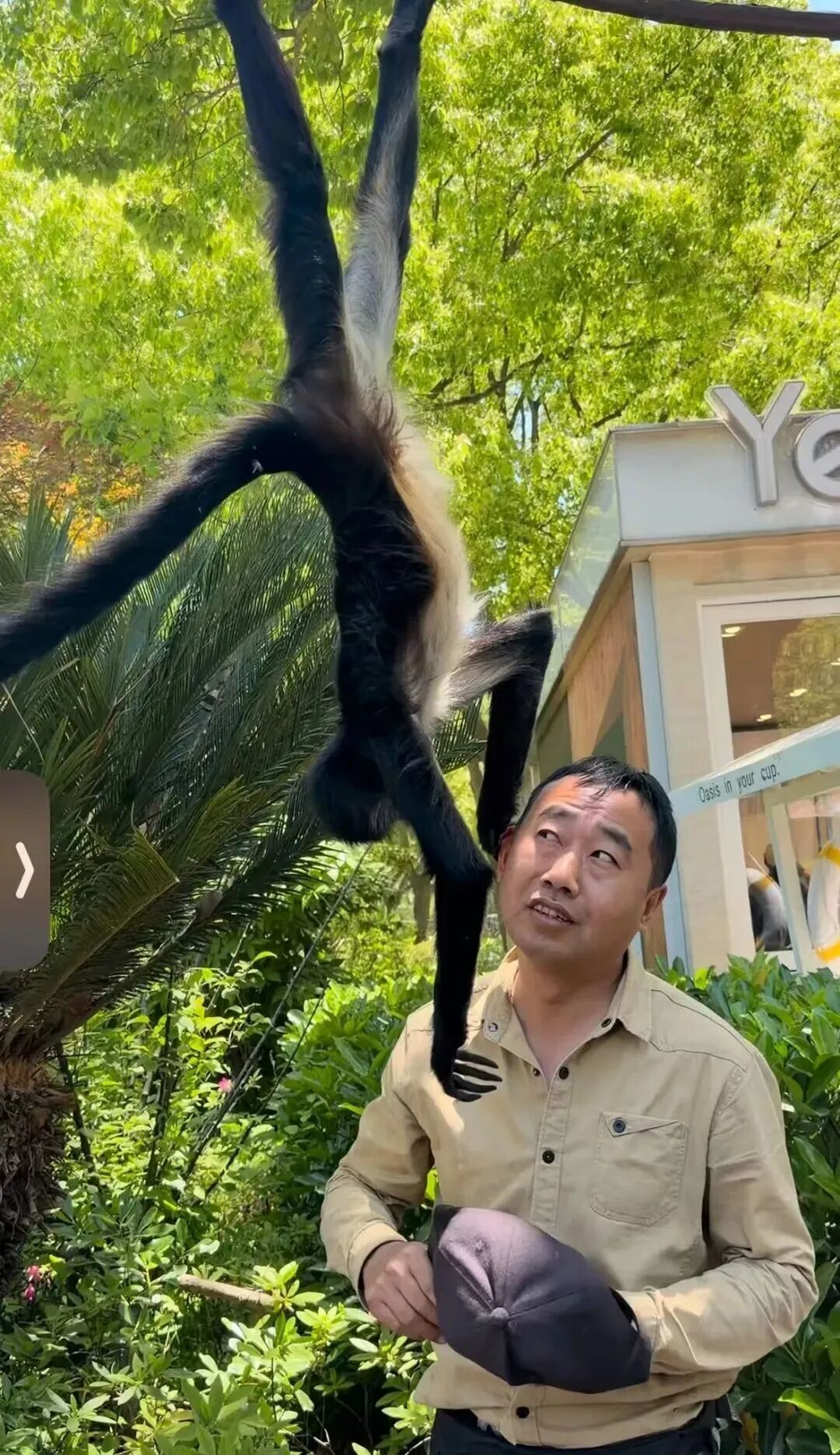 上海蜘蛛猴与饲养员互薅头发走红,被网友评为“2026最佳CP” 上海蜘蛛猴与饲养员互薅头发走红,被网友评为“2026最佳CP”
