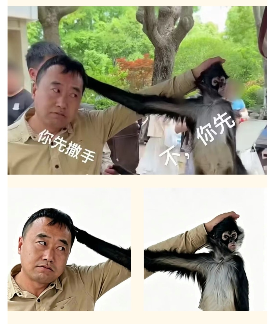上海蜘蛛猴与饲养员互薅头发走红,被网友评为“2026最佳CP” 上海蜘蛛猴与饲养员互薅头发走红,被网友评为“2026最佳CP”