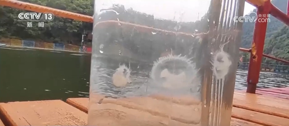 “水中大熊猫”桃花水母现身景区水域 水源地生态治理成效获“活化石”印证