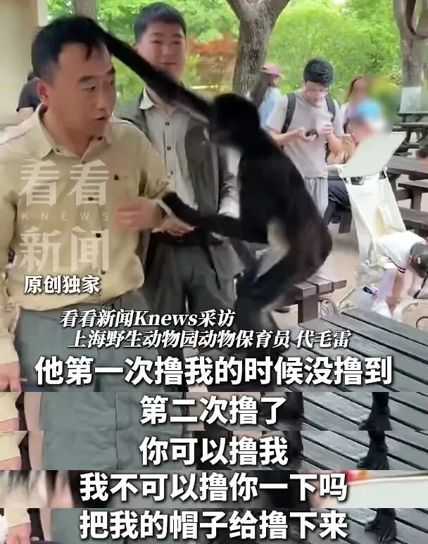 上海蜘蛛猴与饲养员互薅头发走红,被网友评为“2026最佳CP” 上海蜘蛛猴与饲养员互薅头发走红,被网友评为“2026最佳CP”