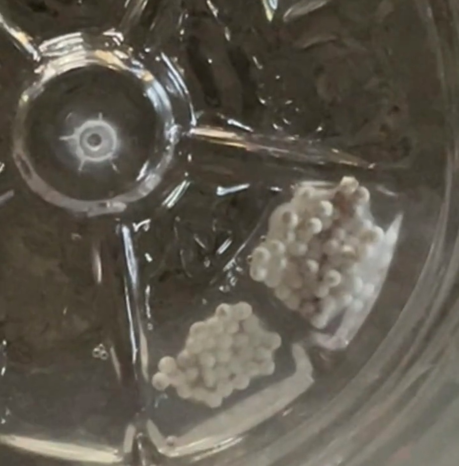 网友称喝完矿泉水发现瓶底虫卵状异物,怡宝回应:生产过程记录正常,市监:正搜集证据 网友称喝完矿泉水发现瓶底虫卵状异物,怡宝回应:生产过程记录正常,市监:正搜集证据