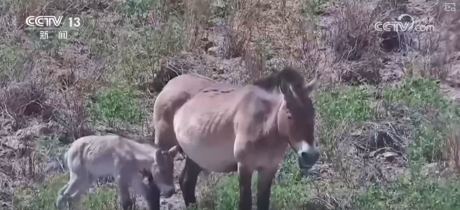 国际博物馆日 | 博物馆里寻踪迹 守护见成效标本归来 国际博物馆日 | 博物馆里寻踪迹 守护见成效标本归来