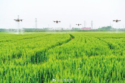 无人机田间助农 力保夏粮丰收 无人机田间助农 力保夏粮丰收