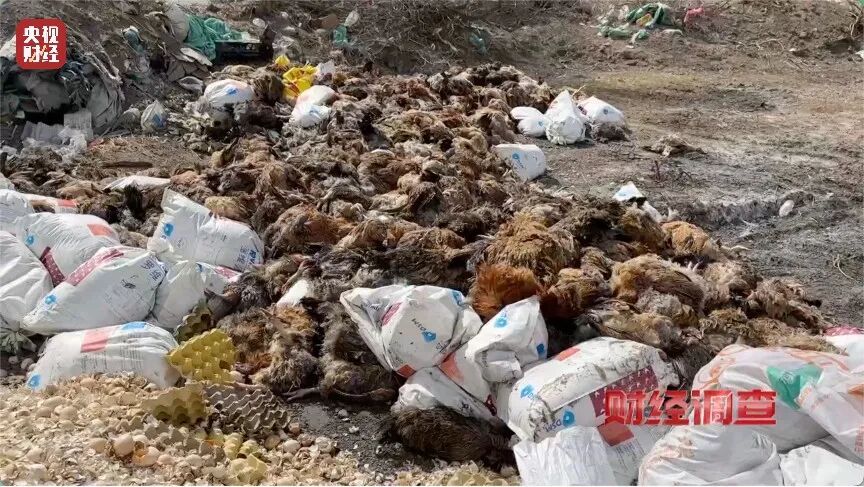 河道发黑发臭！各类垃圾、医疗废弃物露天堆放，多地农村垃圾乱象触目惊心→