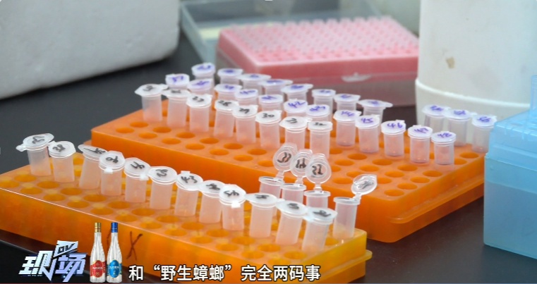 你脸上敷的、嘴里吃的，或含广东大蟑螂！