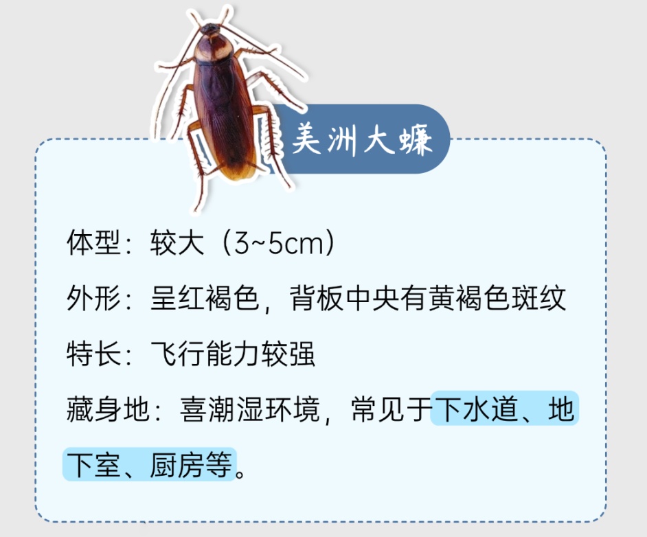 你脸上敷的、嘴里吃的，或含广东大蟑螂！