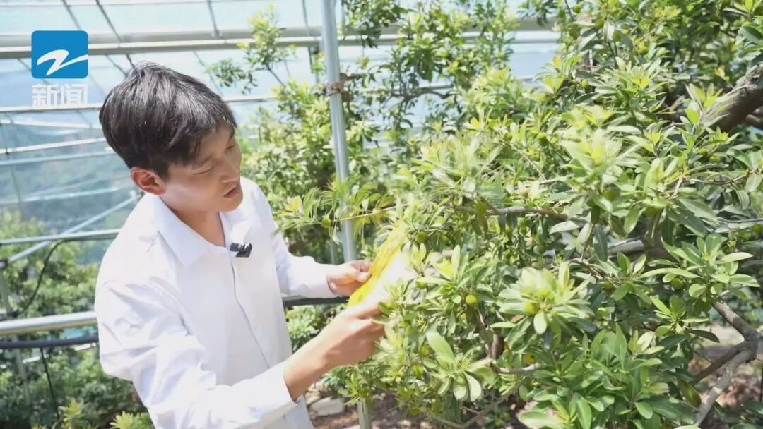 销量骤降!杨梅还能放心吃吗?浙江多地紧急行动 销量骤降!杨梅还能放心吃吗?浙江多地紧急行动