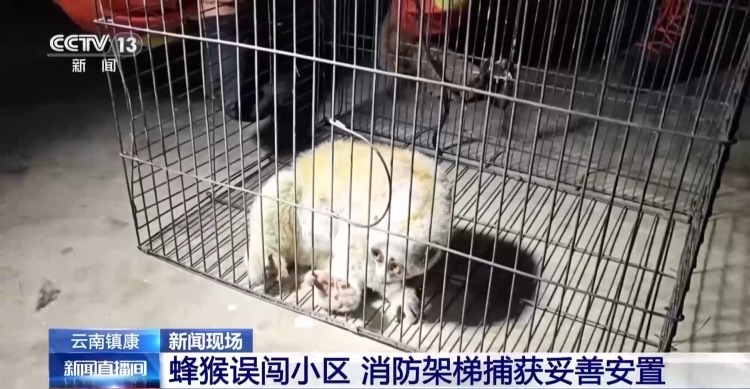 国家一级保护动物蜂猴误闯小区 消防提醒切勿随意触碰 国家一级保护动物蜂猴误闯小区 消防提醒切勿随意触碰