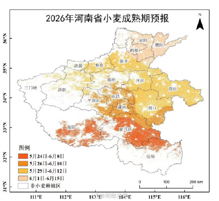 河南小麦成熟地图来了从南到北陆续开镰！