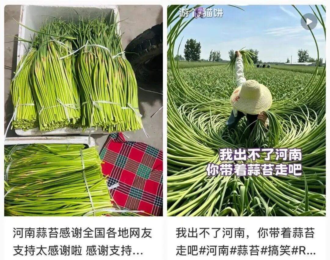 网传 “河南蒜薹滞销弃收”,真相究竟如何? 网传 “河南蒜薹滞销弃收”,真相究竟如何?