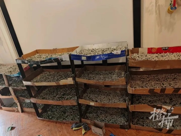 儿子想做床蚕丝被,一家三口网购了1.2万只蚕宝宝!妈妈崩溃:“养蚕养到想报警”…… 儿子想做床蚕丝被,一家三口网购了1.2万只蚕宝宝!妈妈崩溃:“养蚕养到想报警”……